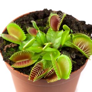 Starter Venus Flytrap - Discover The Galaxies Secret Wonder- Mars Venus Flytraps Carnivorous Live Plants