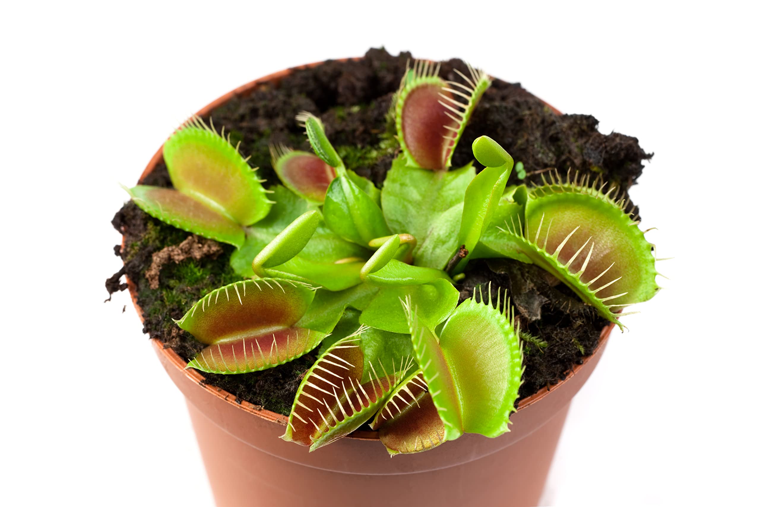 Starter Venus Flytrap - Discover The Galaxies Secret Wonder- Mars Venus Flytraps Carnivorous Live Plants