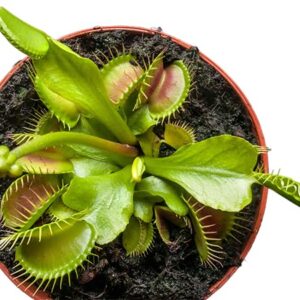 Starter Venus Flytrap - Discover The Galaxies Secret Wonder- Mars Venus Flytraps Carnivorous Live Plants