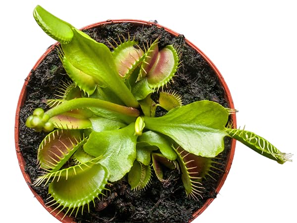 Starter Venus Flytrap - Discover The Galaxies Secret Wonder- Mars Venus Flytraps Carnivorous Live Plants