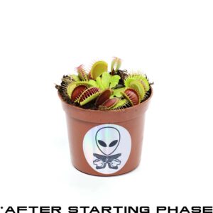 Starter Venus Flytrap - Discover The Galaxies Secret Wonder- Mars Venus Flytraps Carnivorous Live Plants