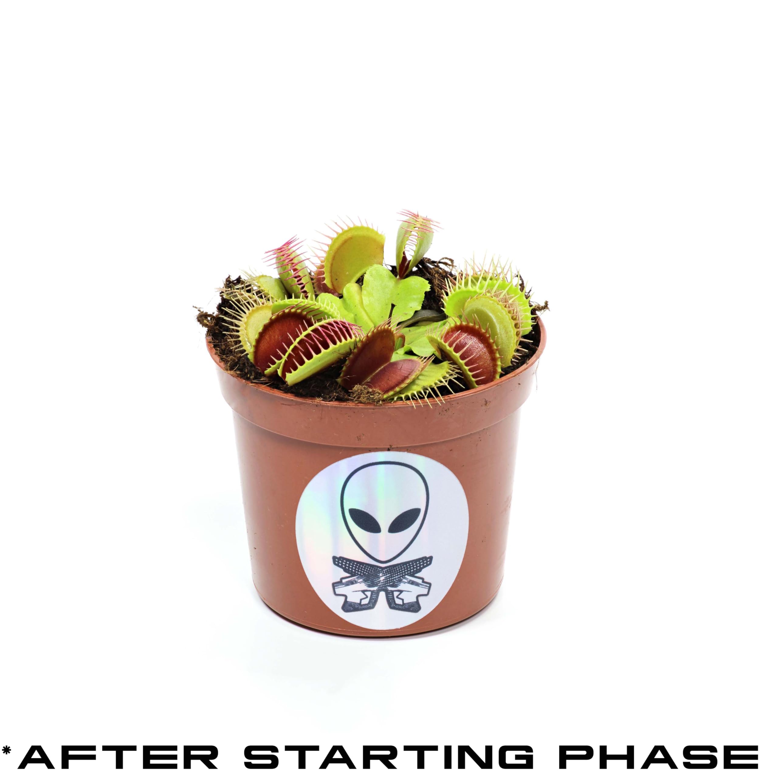 Starter Venus Flytrap - Discover The Galaxies Secret Wonder- Mars Venus Flytraps Carnivorous Live Plants