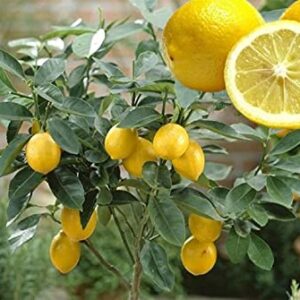 zcbang Rare Plant Fruit Seed Dwarf Meyer Lemon Tree Seeds 20 Pcs Plant Fruit Trees Seed