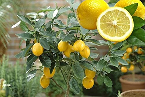 zcbang Rare Plant Fruit Seed Dwarf Meyer Lemon Tree Seeds 20 Pcs Plant Fruit Trees Seed