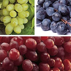 zcbang Rare Plant Fruit Seed 30 Pcs Grape Seeds - Beauteous Sweet Green Grape