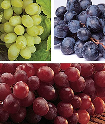 zcbang Rare Plant Fruit Seed 30 Pcs Grape Seeds - Beauteous Sweet Green Grape