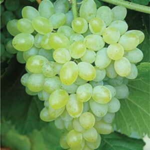 zcbang Rare Plant Fruit Seed 30 Pcs Grape Seeds - Beauteous Sweet Green Grape