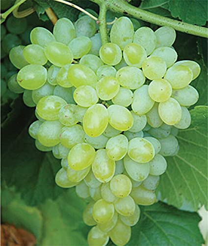 zcbang Rare Plant Fruit Seed 30 Pcs Grape Seeds - Beauteous Sweet Green Grape