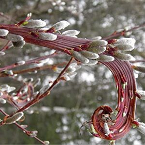 Rare Japanese Fantail Willow Cutting to Grow - Amazing Curling, Fasciated Stems