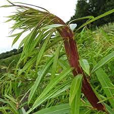 Rare Japanese Fantail Willow Cutting to Grow - Amazing Curling, Fasciated Stems