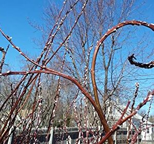 Rare Japanese Fantail Willow Cutting to Grow - Amazing Curling, Fasciated Stems