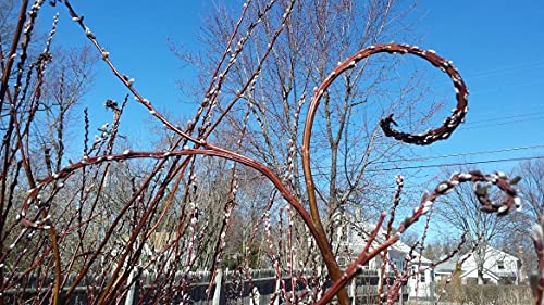 Rare Japanese Fantail Willow Cutting to Grow - Amazing Curling, Fasciated Stems