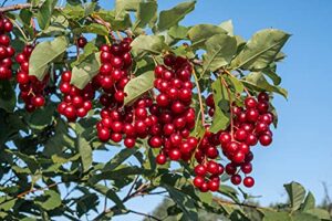 chokecherry seeds for planting - 30 seeds - great for jam or syrup (edible, fall color, hardy)