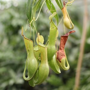 KOqwez33 Flower Garden Decoration 400Pcs/Bag Fast Growing Nepenthes Seeds Carnivorous Gorgeous Bonsai Garden Pitcher Plant Seeds for Balcony - Nepenthes Seeds