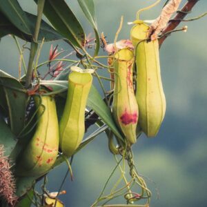 KOqwez33 Flower Garden Decoration 400Pcs/Bag Fast Growing Nepenthes Seeds Carnivorous Gorgeous Bonsai Garden Pitcher Plant Seeds for Balcony - Nepenthes Seeds