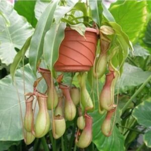 KOqwez33 Flower Garden Decoration 400Pcs/Bag Fast Growing Nepenthes Seeds Carnivorous Gorgeous Bonsai Garden Pitcher Plant Seeds for Balcony - Nepenthes Seeds