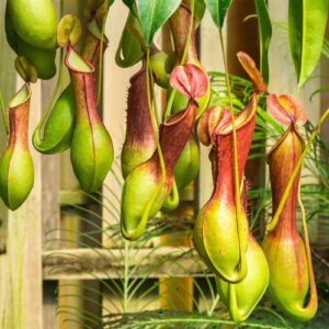 KOqwez33 Flower Garden Decoration 400Pcs/Bag Fast Growing Nepenthes Seeds Carnivorous Gorgeous Bonsai Garden Pitcher Plant Seeds for Balcony - Nepenthes Seeds