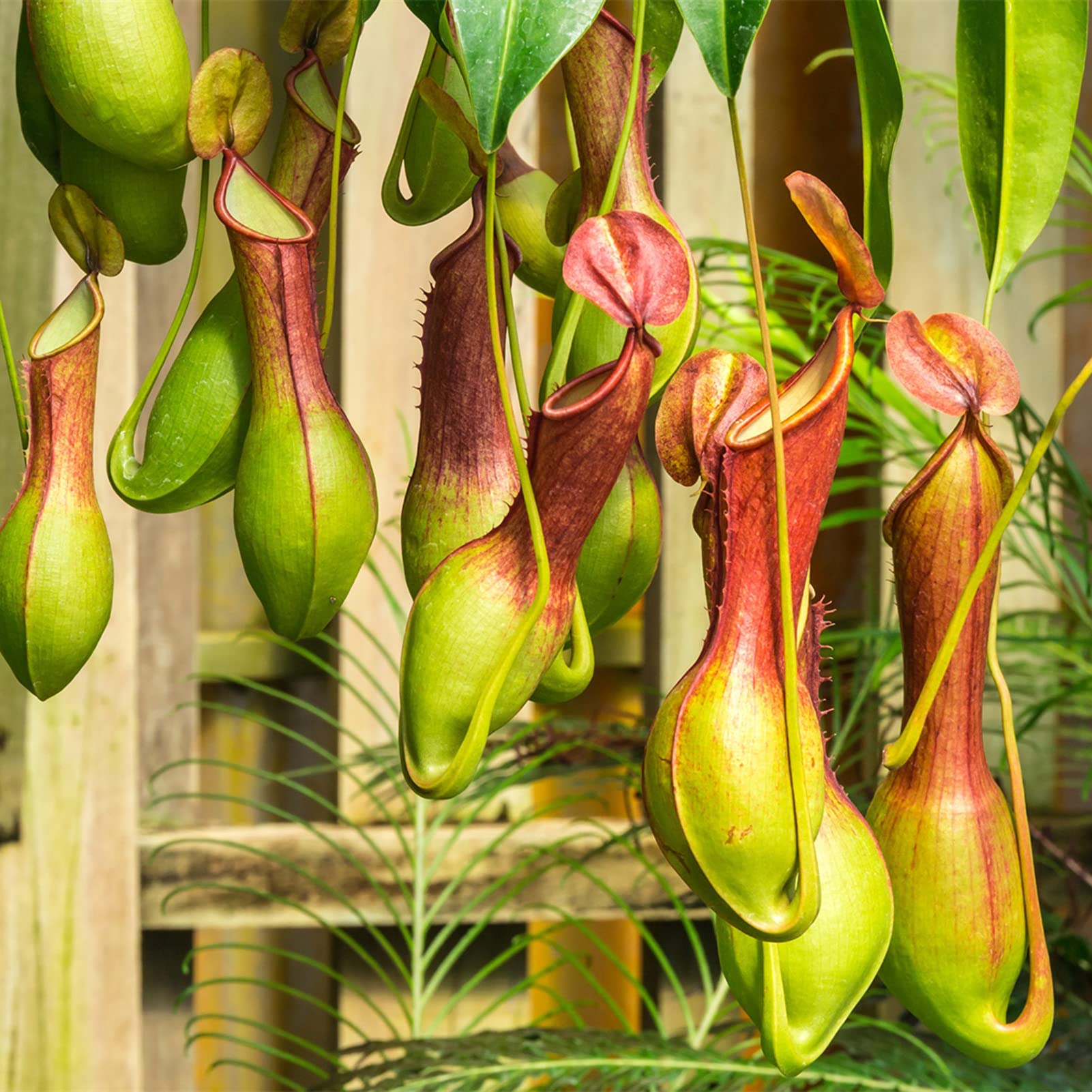 KOqwez33 Flower Garden Decoration 400Pcs/Bag Fast Growing Nepenthes Seeds Carnivorous Gorgeous Bonsai Garden Pitcher Plant Seeds for Balcony - Nepenthes Seeds