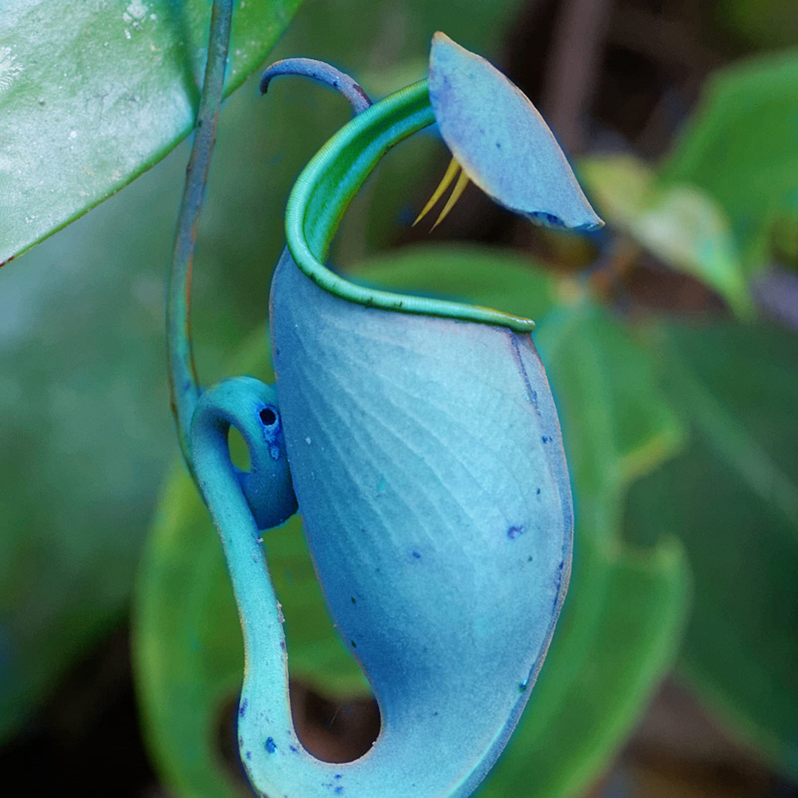 KOqwez33 Flower Garden Decoration 400Pcs/Bag Fast Growing Nepenthes Seeds Carnivorous Gorgeous Bonsai Garden Pitcher Plant Seeds for Balcony - Nepenthes Seeds