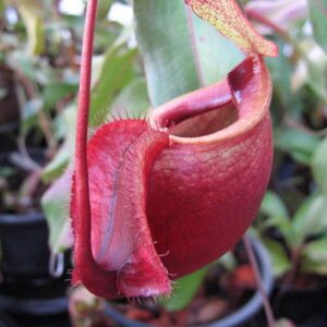 KOqwez33 Flower Garden Decoration 400Pcs/Bag Fast Growing Nepenthes Seeds Carnivorous Gorgeous Bonsai Garden Pitcher Plant Seeds for Balcony - Nepenthes Seeds