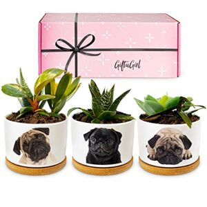 giftagirl pug gifts for pug lovers - pretty pug decor our pug planter sets are perfect for black or white pug lovers who love their pug stuff and great for any occasion - arrive beautifully gift boxed