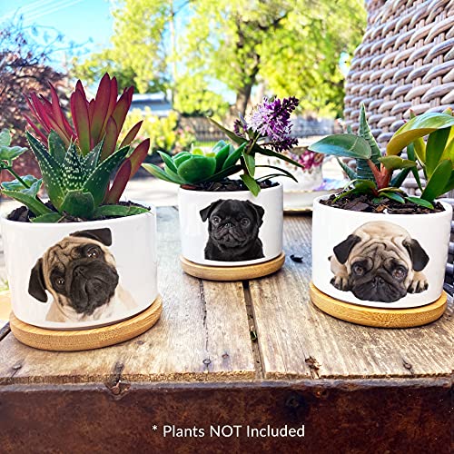 GIFTAGIRL Pug Gifts for Pug Lovers - Pretty Pug Decor our Pug Planter Sets are Perfect for Black or White Pug Lovers Who Love their Pug Stuff and Great for any Occasion - Arrive Beautifully Gift Boxed
