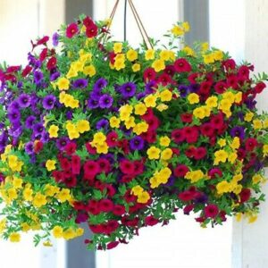 vaacnee hanging petunia seeds mixed color bright flowers perennial 300 seeds