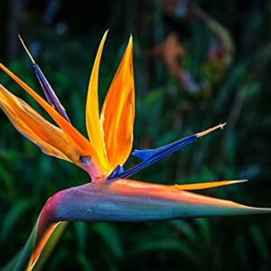 Orange Bird of Paradise Flower Seeds - 5 Seeds to Grow - Great Indoor Tropical Plant or Bonsai - Strelitzia Reginae