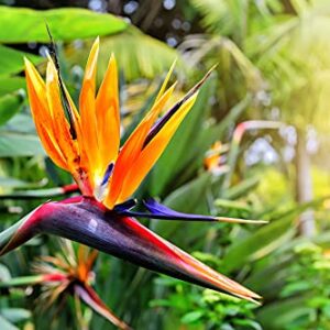 Orange Bird of Paradise Flower Seeds - 5 Seeds to Grow - Great Indoor Tropical Plant or Bonsai - Strelitzia Reginae