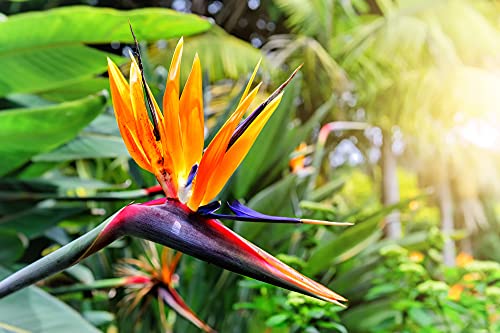 Orange Bird of Paradise Flower Seeds - 5 Seeds to Grow - Great Indoor Tropical Plant or Bonsai - Strelitzia Reginae