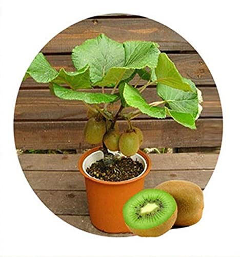 Bonsai Kiwi Tree Seeds for Planting | 50 Seeds | Actinidia chinensis Seeds