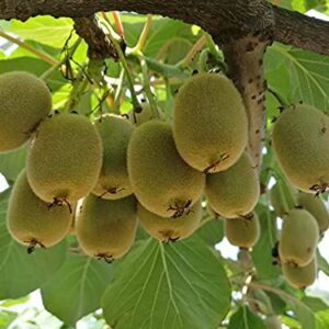 Bonsai Kiwi Tree Seeds for Planting | 50 Seeds | Actinidia chinensis Seeds