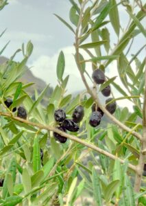 olive tree seeds for planting | 25 seeds | olea europaea
