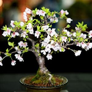 20 Japanese Flowering Cherry Blossom Rare Bonsai Seeds - Pink Flowering Tree, Sakura Bonsai Seeds