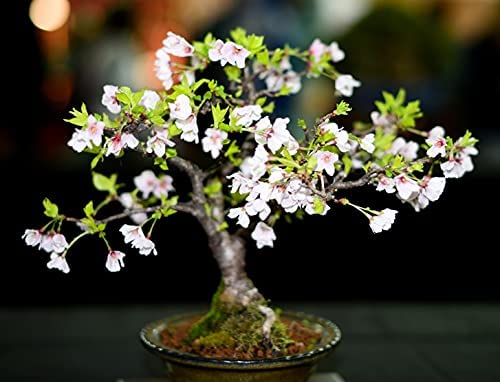 20 Japanese Flowering Cherry Blossom Rare Bonsai Seeds - Pink Flowering Tree, Sakura Bonsai Seeds