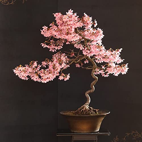 20 Japanese Flowering Cherry Blossom Rare Bonsai Seeds - Pink Flowering Tree, Sakura Bonsai Seeds