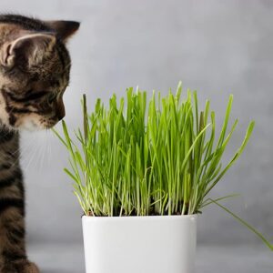 Cat Grass Seeds for Growing | 4 Way Blend, Rye, Wheat, Oats and Barley | Made in USA, Ships from Iowa. (5 Pounds)