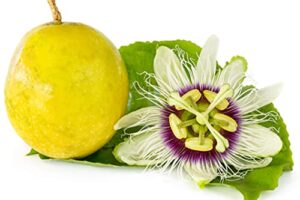 passion flower seeds for planting - 100+ seeds - ships from iowa, usa - grow exotic passion fruit vines. great for bonsai