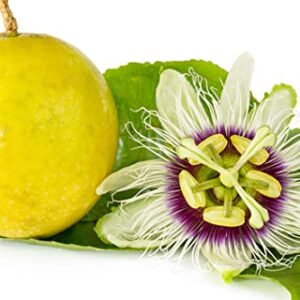 Passion Flower Seeds for Planting - 100+ Seeds - Ships from Iowa, USA - Grow Exotic Passion Fruit Vines. Great for Bonsai