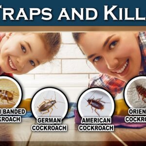 MaxGuard Roach + Spider Traps (12 Box Traps) | Non-Toxic Extra Sticky Box Traps | Trap and Kill German Cockroach, American, and Oriental Roaches Plus Crawling Bugs & Insects House |