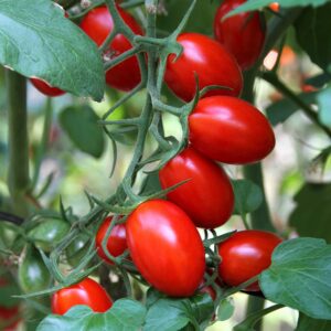 300+ Roma Tomato Seeds - Heirloom Non-GMO USA Grown Premium Seeds for Planting by RDR Seeds