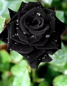 vaacnee 100pcs black rose seeds flower bush perennial shrub flowers seed