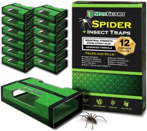 maxguard spider + insect traps (12 pcs box trap) | non-toxic extra sticky glue traps , kill black widow hobo brown recluse spiders and other crawling bugs & insects |