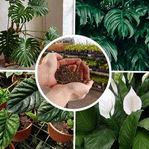 Tropical House Plant Potting Mix (8 Quarts); for All Types of Indoor House Plants