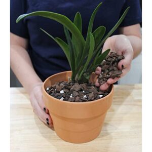 Orchid Potting Soil Mix (2 Quarts); Fast Draining Healthy Media for Planting/Repotting