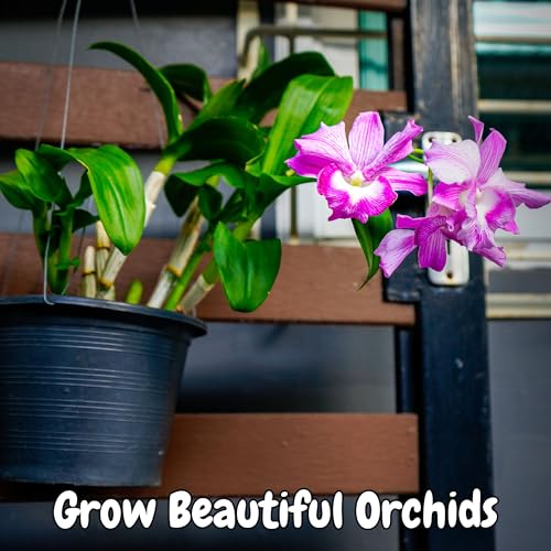 Orchid Potting Soil Mix (2 Quarts); Fast Draining Healthy Media for Planting/Repotting