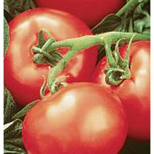heatwave ii tomato seeds (20+ seeds) | non gmo | vegetable fruit herb flower seeds for planting | home garden greenhouse pack