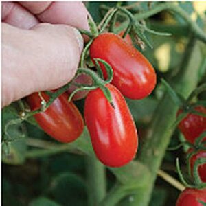red grape tomato seeds (20+ seeds) | non gmo | vegetable fruit herb flower seeds for planting | home garden greenhouse pack