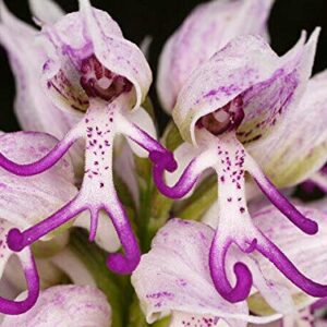 50 Orchis Italica Seeds | Naked Man Orchid Flower | Beautiful Bonsai Plant