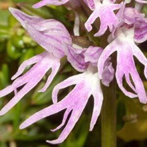 50 Orchis Italica Seeds | Naked Man Orchid Flower | Beautiful Bonsai Plant